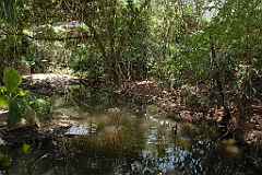 0805 Wildlife Habitat Port Douglas